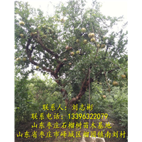 山东石榴树出售-石榴树批发、大量供应枣庄石榴树 