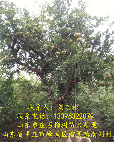 山东石榴树苗|山东石榴树 
