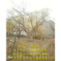 石榴树基地、石榴树产地、石榴树批发、出售石榴树 