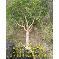 山东石榴树出售#山东石榴树苗批发 