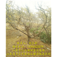 山东1-15公分石榴树 