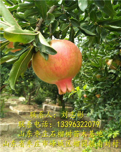枣庄石榴树|枣庄石榴树批发 