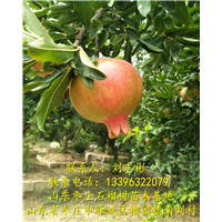 枣庄石榴树|枣庄石榴树批发 