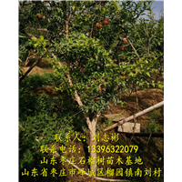 山东石榴树出售，供应石榴树、石榴树批发。 