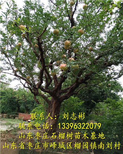 山东石榴树批发◇山东石榴树供应 