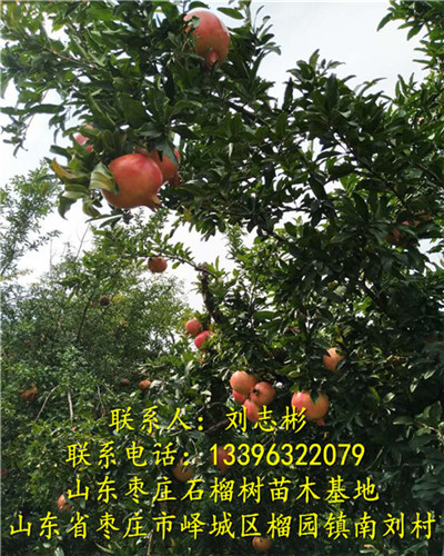 枣庄石榴树□枣庄石榴树苗 