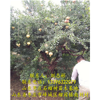 山东8公分石榴树|山东9公分石榴树 