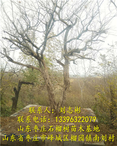 山东石榴苗基地-石榴苗1、石榴树出售、石榴树批发、供应石榴树 