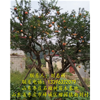 山东石榴树苗□山东石榴树苗 