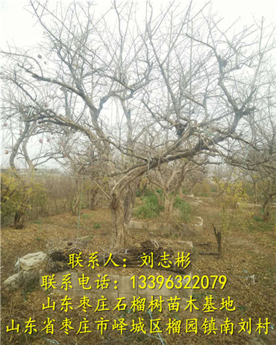山东石榴苗基地-石榴苗2-出售石榴树|批发石榴树|供应石榴树 