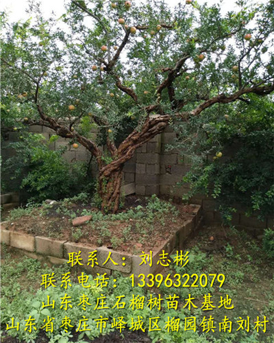 枣庄石榴树批发|枣庄石榴树苗批发 