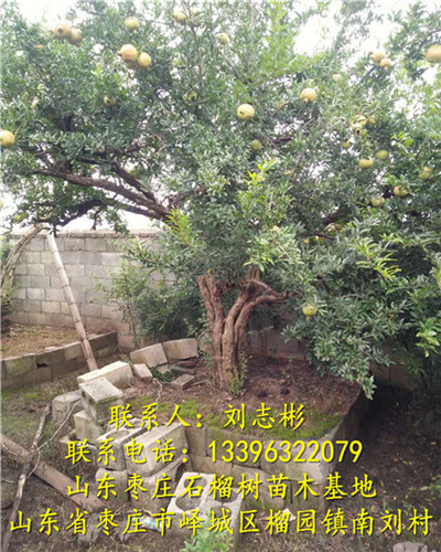 山东石榴树出售-石榴树批发、石榴树出售、石榴树供应 