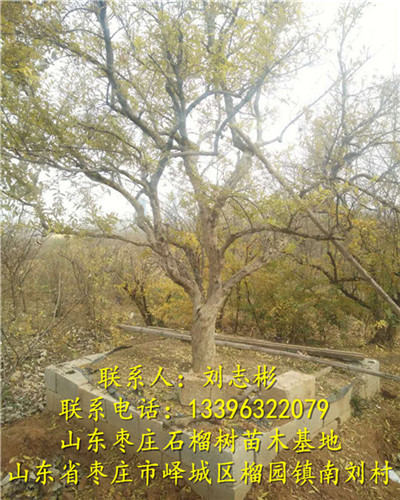山东石榴苗基地-石榴树批发|石榴树出售|石榴树价格 