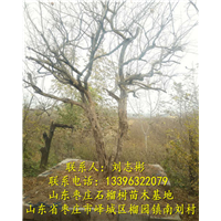 山东石榴苗基地-石榴苗1、石榴树出售、石榴树批发、供应石榴树 