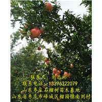 枣庄石榴树□枣庄石榴树苗 