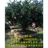 山东石榴树 