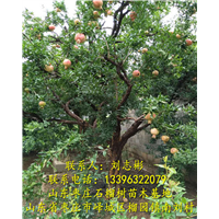 批发石榴树、供应石榴树苗 -石榴树出售 