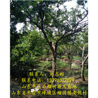 山东石榴树供应|山东供应石榴树 