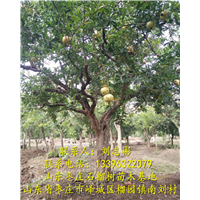 石榴树供应|石榴树批发 