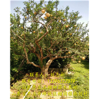 山东石榴树出售-山东石榴树|大量出售石榴树|石榴树批发 