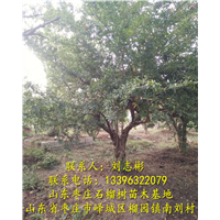 批发石榴树、出售石榴树、石榴树苗 