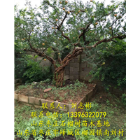 枣庄石榴树苗|枣庄石榴树苗批发 