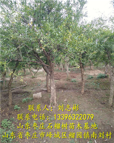 山东石榴树苗批发|枣庄石榴树供应 