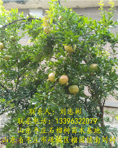 山东石榴苗基地-石榴盆景2、石榴树批发、石榴树出售 
