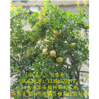山东石榴苗基地-石榴盆景2、石榴树批发、石榴树出售 