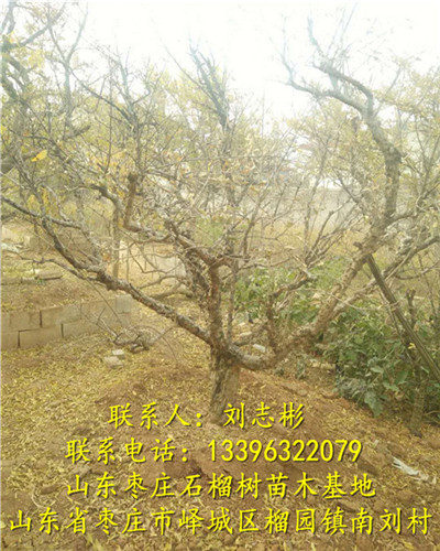 山东1-15公分石榴树 