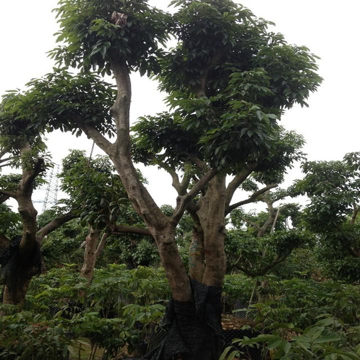 珠海荔枝果树-荔枝果树供应-批发荔枝树