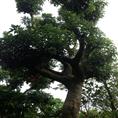 广州荔枝园苗木基地-出售荔枝大树-大量批发荔枝大树 