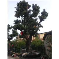 增城挂绿，增城荔枝树，广东荔