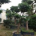 深圳荔枝树苗、荔枝树苗价格、供应荔枝树苗