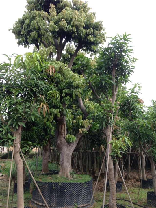 荔枝树