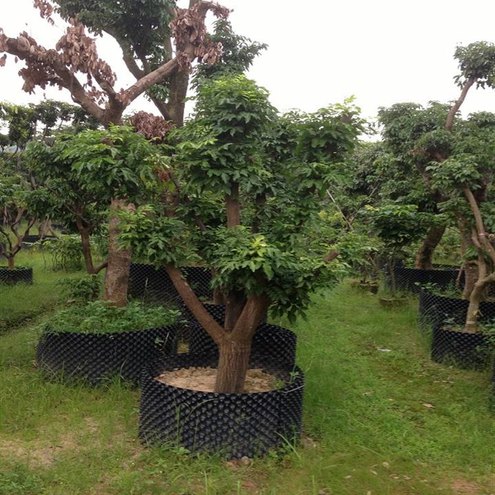 中山荔枝果树，荔枝果树基地直销，供应荔枝果树 