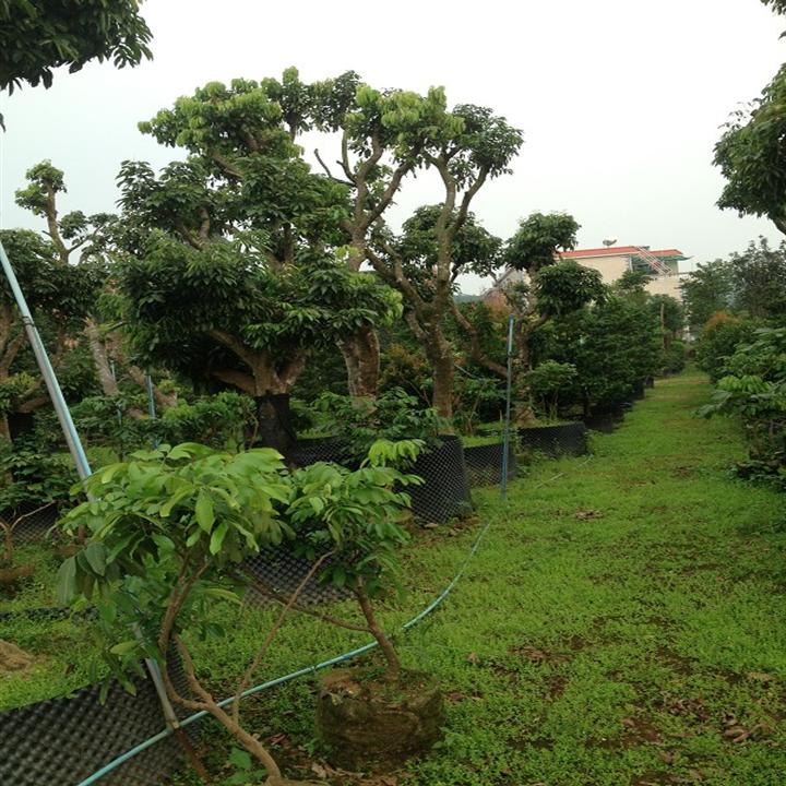 广州荔枝树苗基地直销-批发荔枝树苗电话
