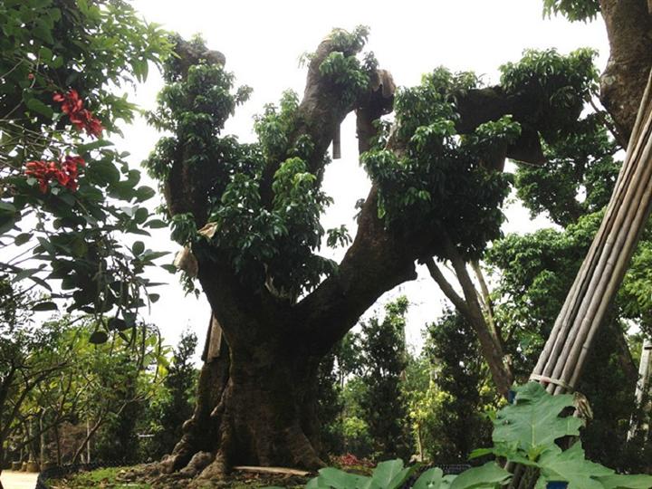 广州荔枝大树基地|荔枝大树价格|荔枝大树批发 