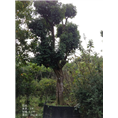 荔枝树