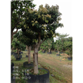 荔枝龙眼树_荔枝树图片，哪里有荔枝树卖 