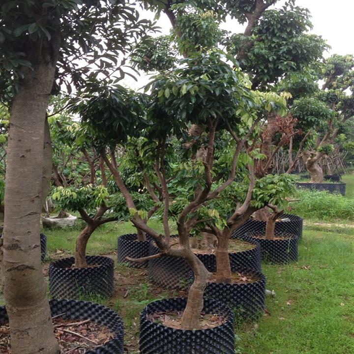 哪里有荔枝树卖2广东荔枝3增城荔枝 