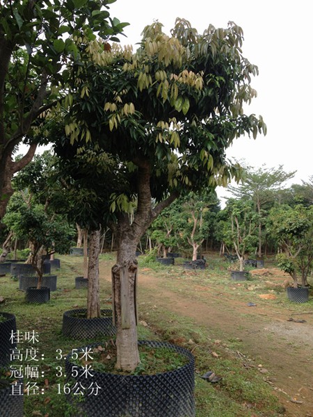 荔枝龙眼树_荔枝树图片，哪里有荔枝树卖 