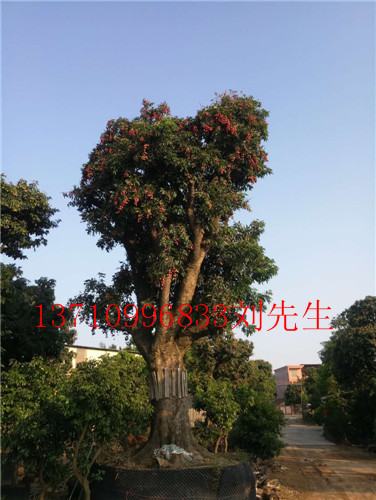 广东荔枝树，广东荔枝风景树