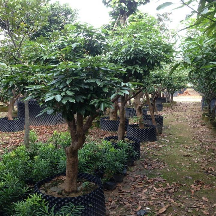 优质荔枝树苗|荔枝树苗|广州荔枝树苗基地