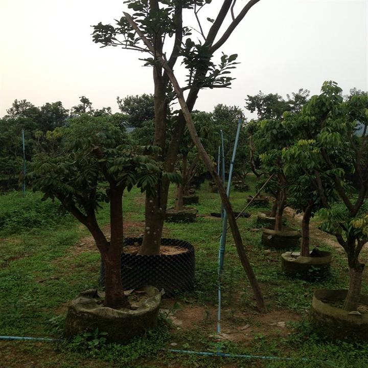 广东哪里有荔枝树卖？广东荔枝树 