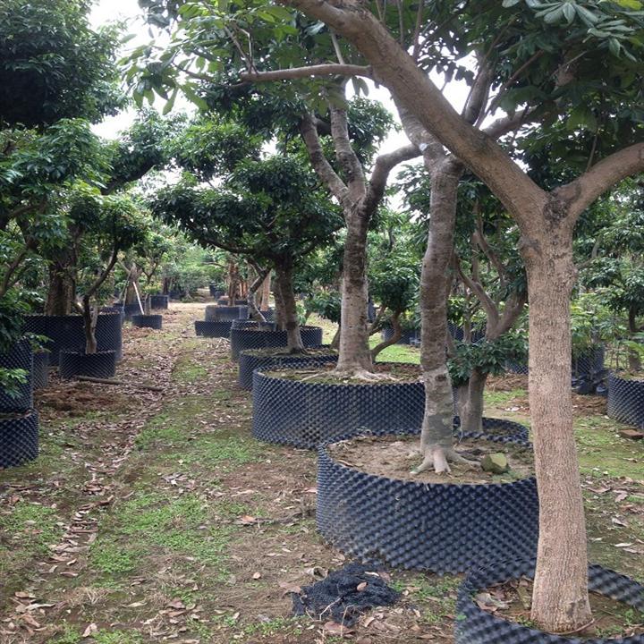 深圳荔枝树种植基地；提供荔枝树；荔枝果树批发 