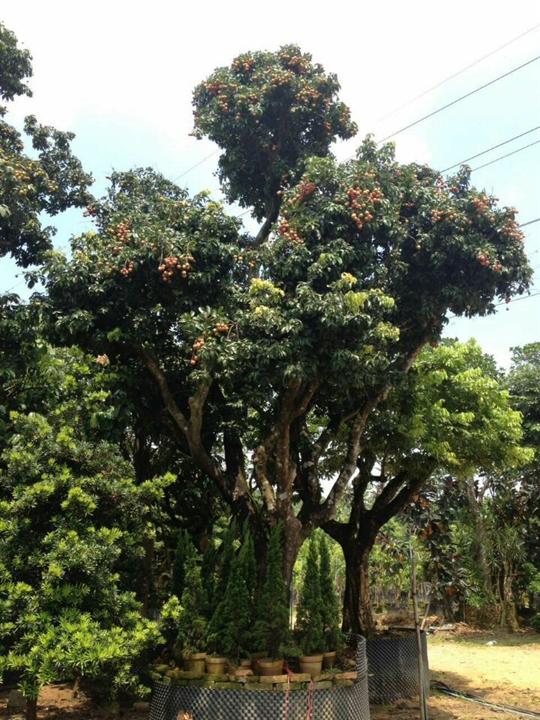 广西荔枝树，南宁荔枝树盆景，荔枝树盆景价格 