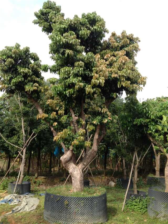 荔枝树