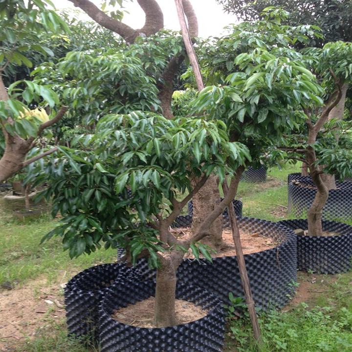 荔枝风景树；出售荔枝风景树；深圳荔枝风景树基地 
