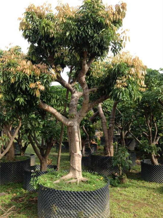 荔枝树